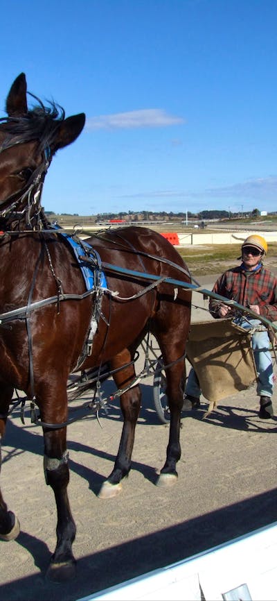 harness racing in Goulburn