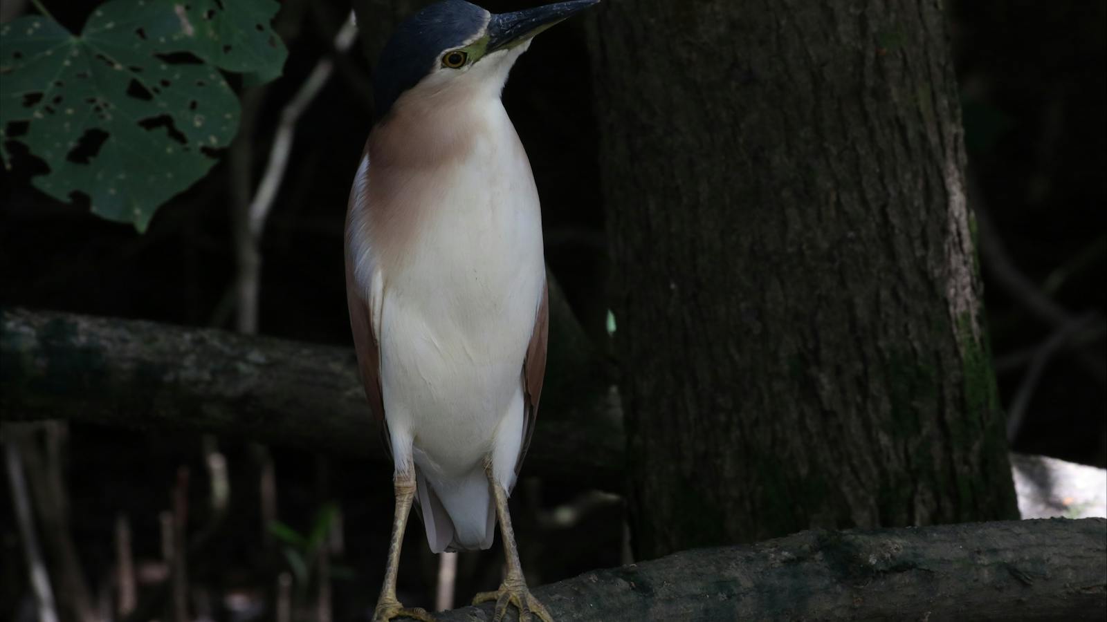 posing Nankeen Night Heron