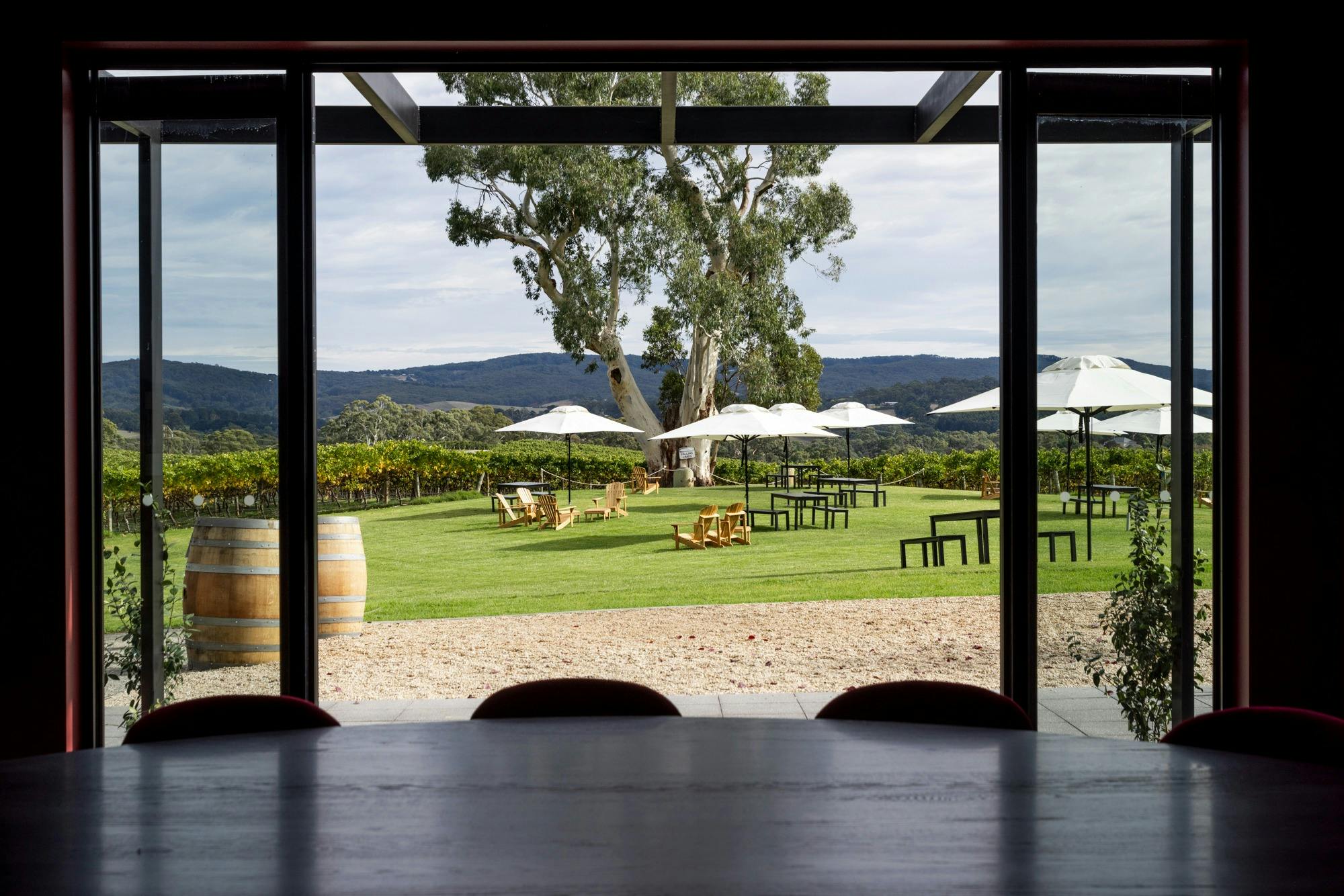 View of lawn and vines from inside