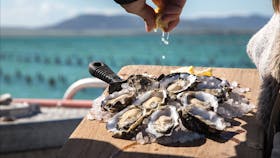 Pure Coffin Bay Oysters Farm Tours