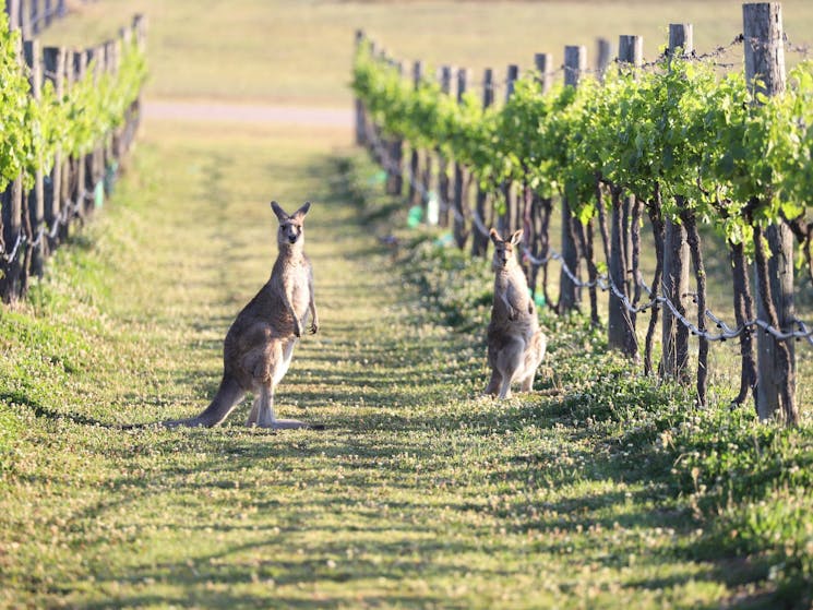 two kangaroos standing in a vineyard