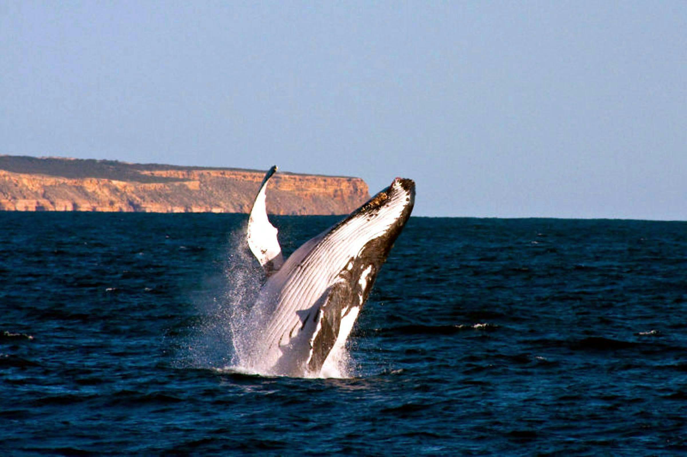 Reefwalker Charters, Kalbarri, Western Australia