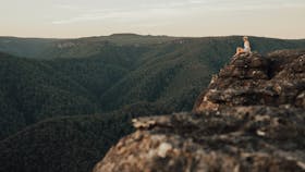 Mt Bushwalker Walking Track