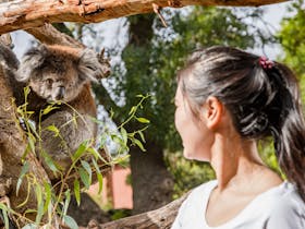 Adelaide Zoo Koala Encounter