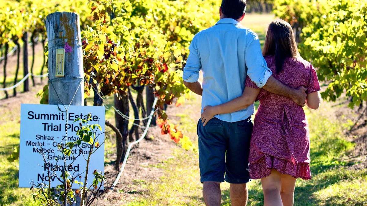 Romance of the vine