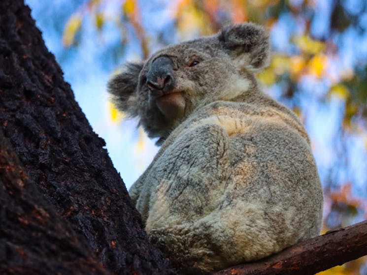 Koala sitting in tree