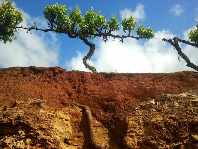 Coonawarra Private Full Day Tour