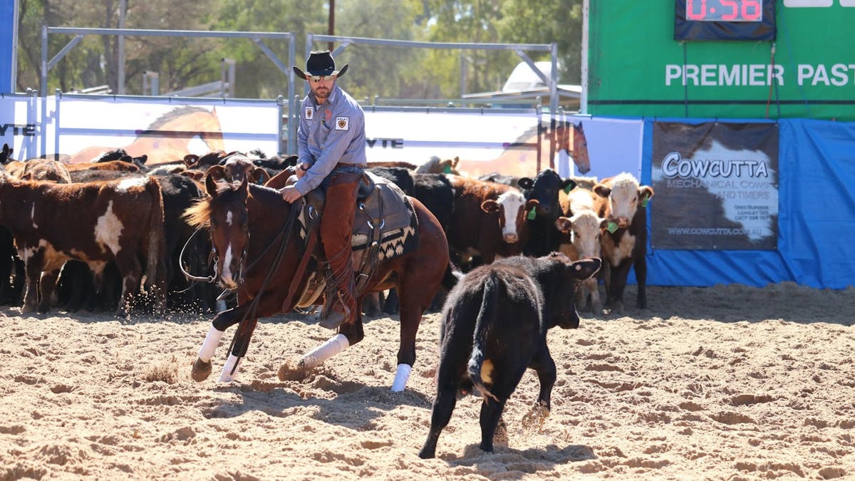 Horse Futurity