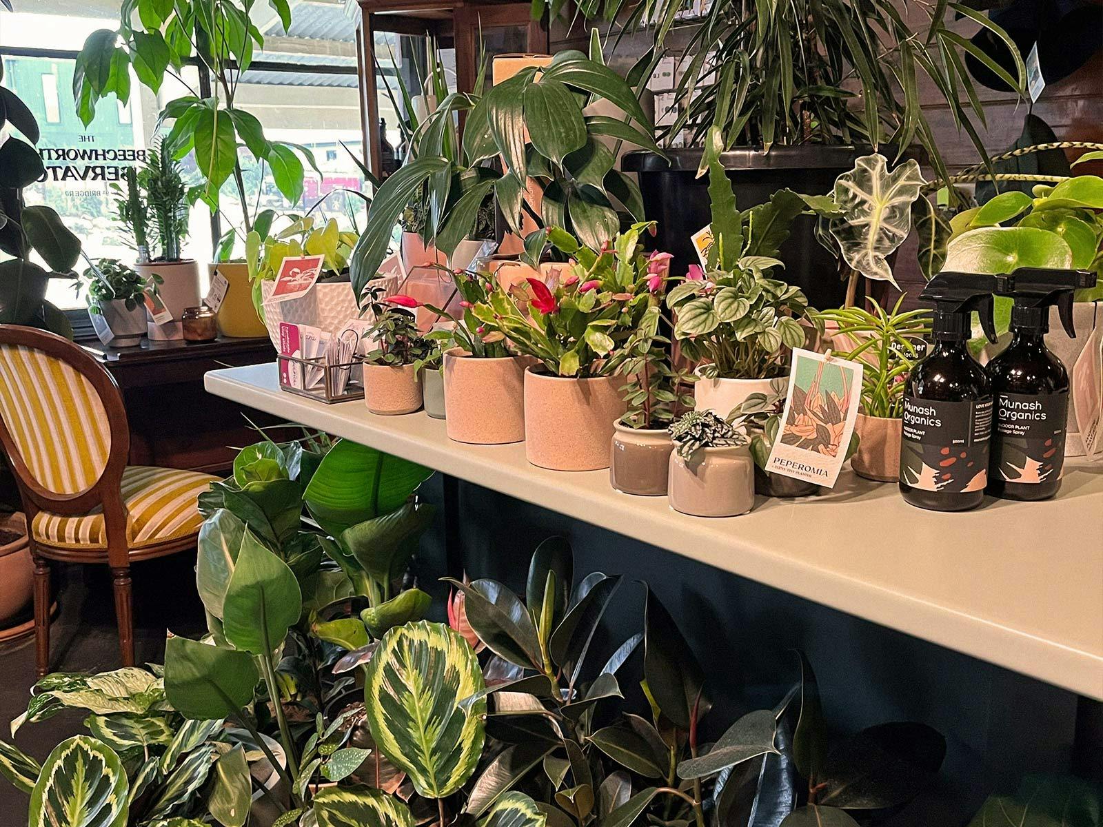 Munash Organics Indoor plants pots