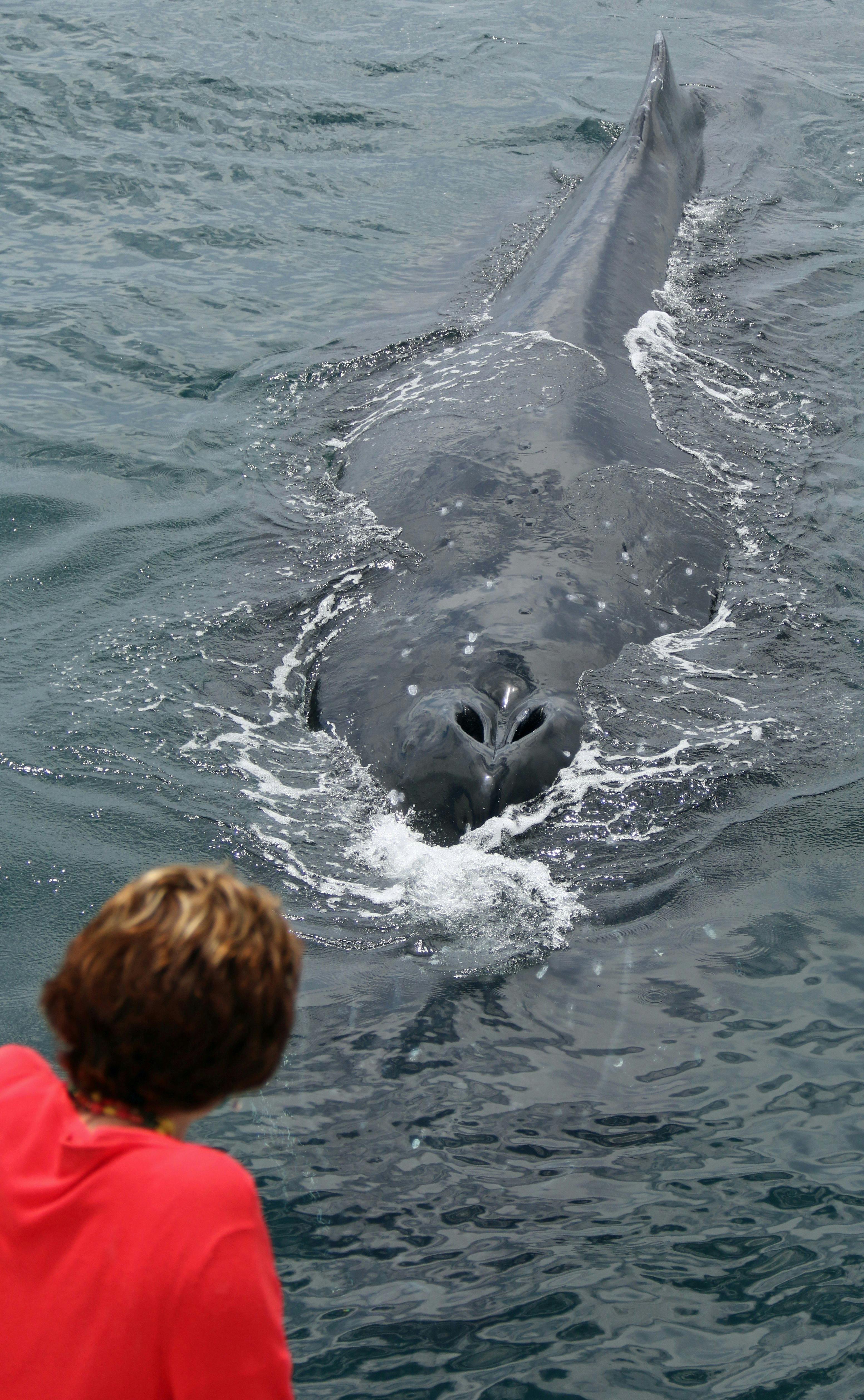 Humpback Whale