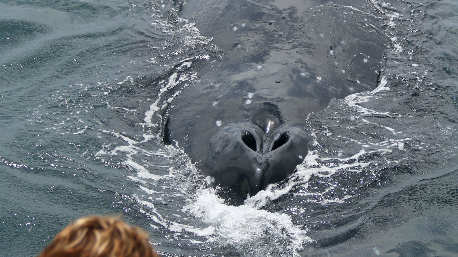 Humpback Whale