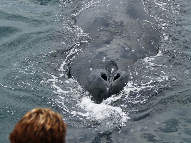 Humpback Whale