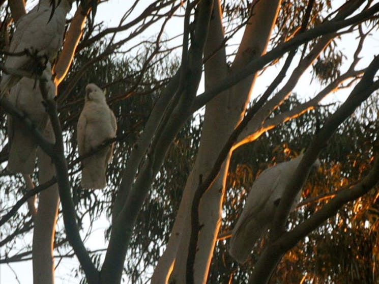 Birds in tree