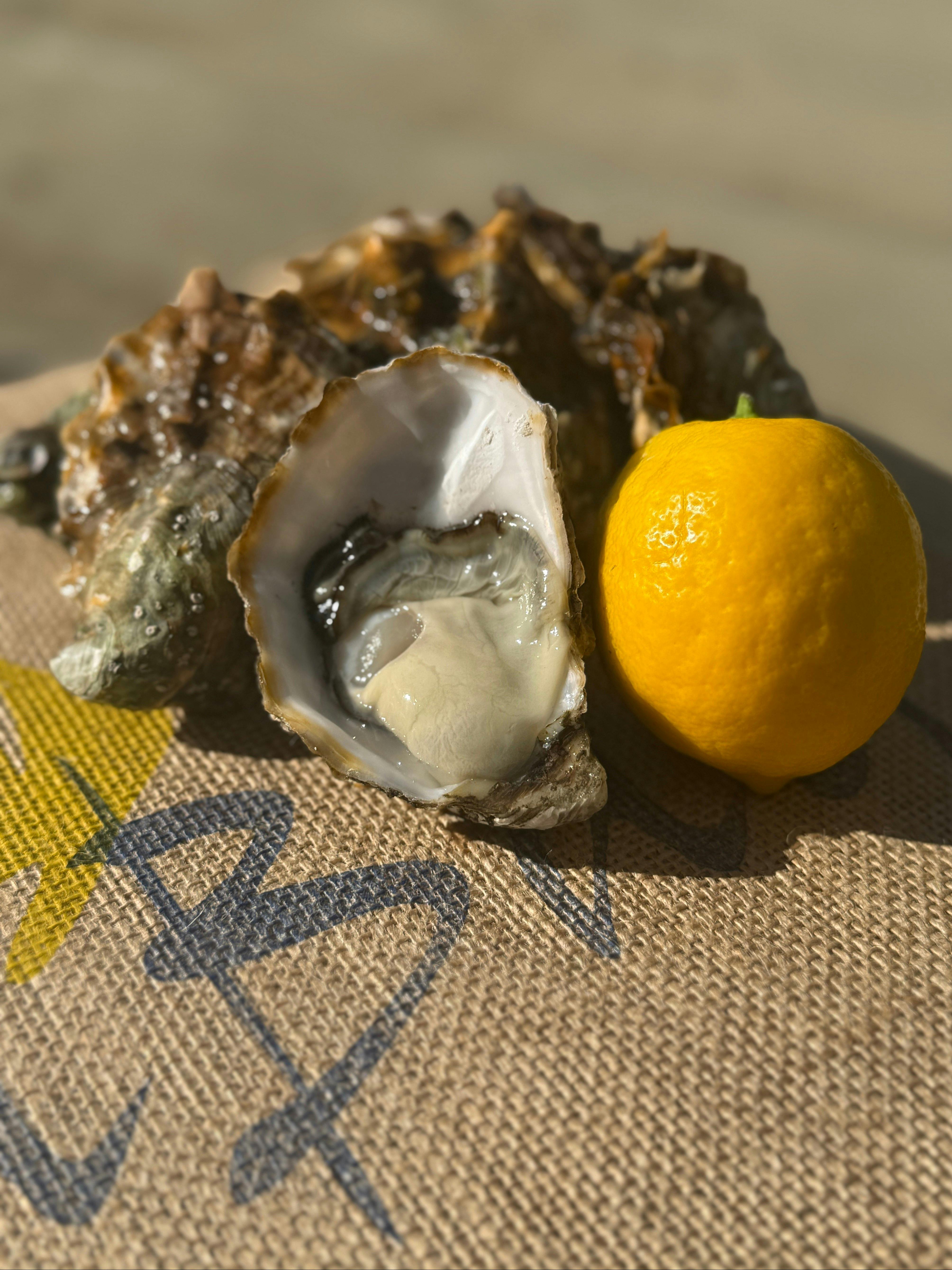 Our premium oysters, sub species - Tassie Gold