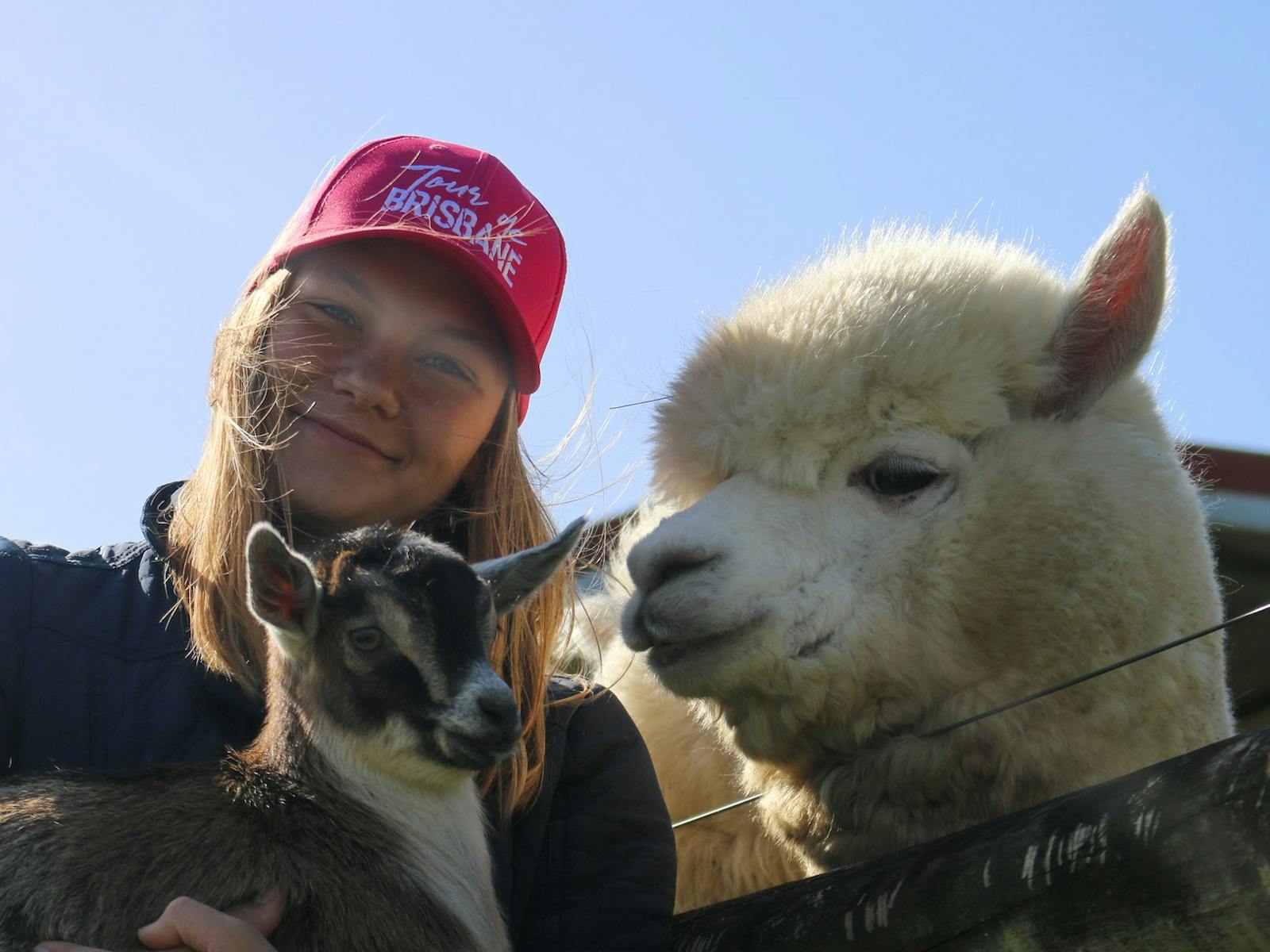girl with alpaca and goat