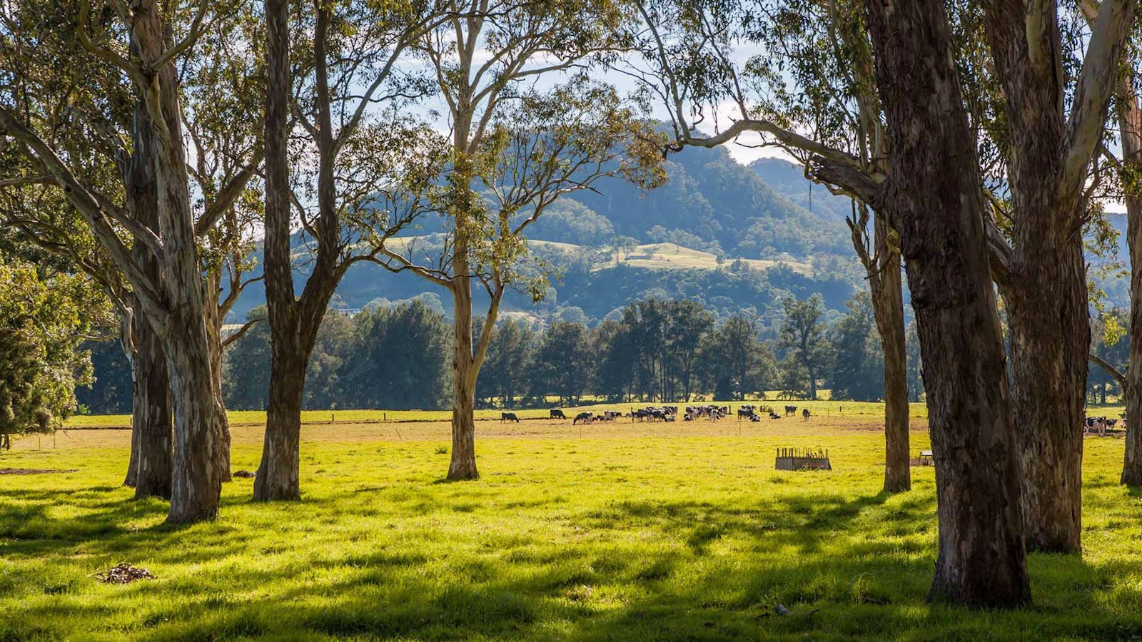 Coast to the Highlands Scenic Drive – Kangaroo Valley