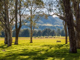 Coast to the Highlands Scenic Drive – Kangaroo Valley