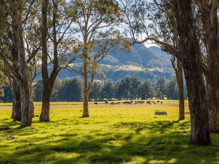 Coast to the Highlands scenic drive - Kangaroo Valley. Photo: Michael Van Ewijk