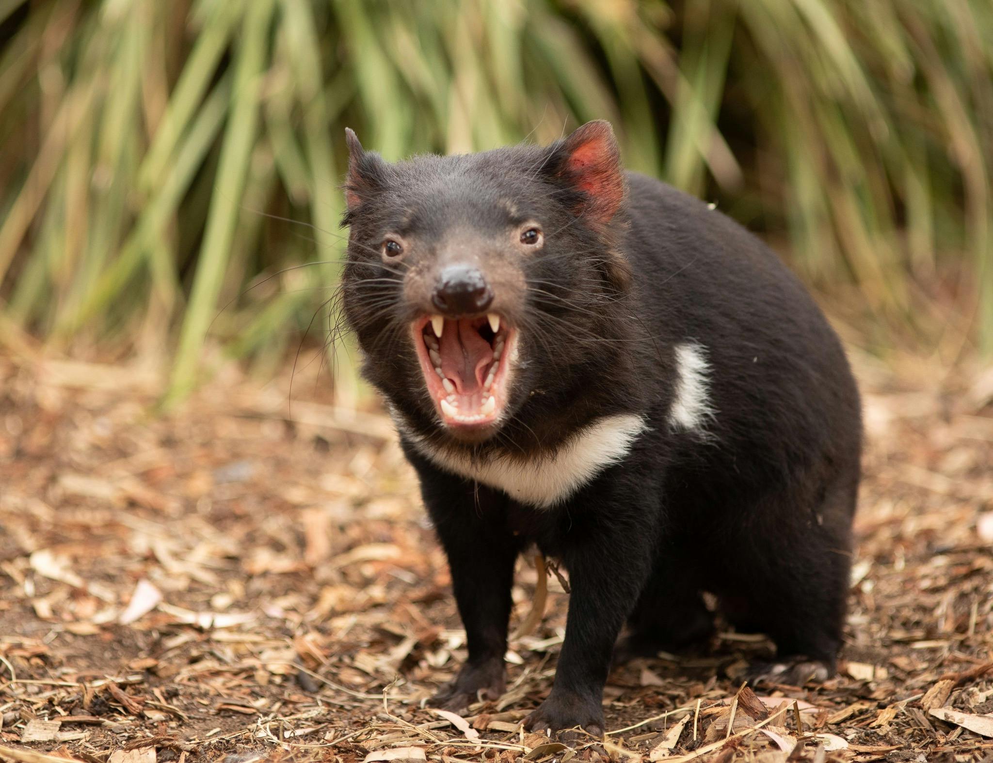 Tasmania Devil - yawning