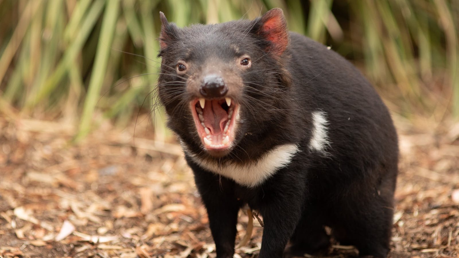 Tasmanian Devil