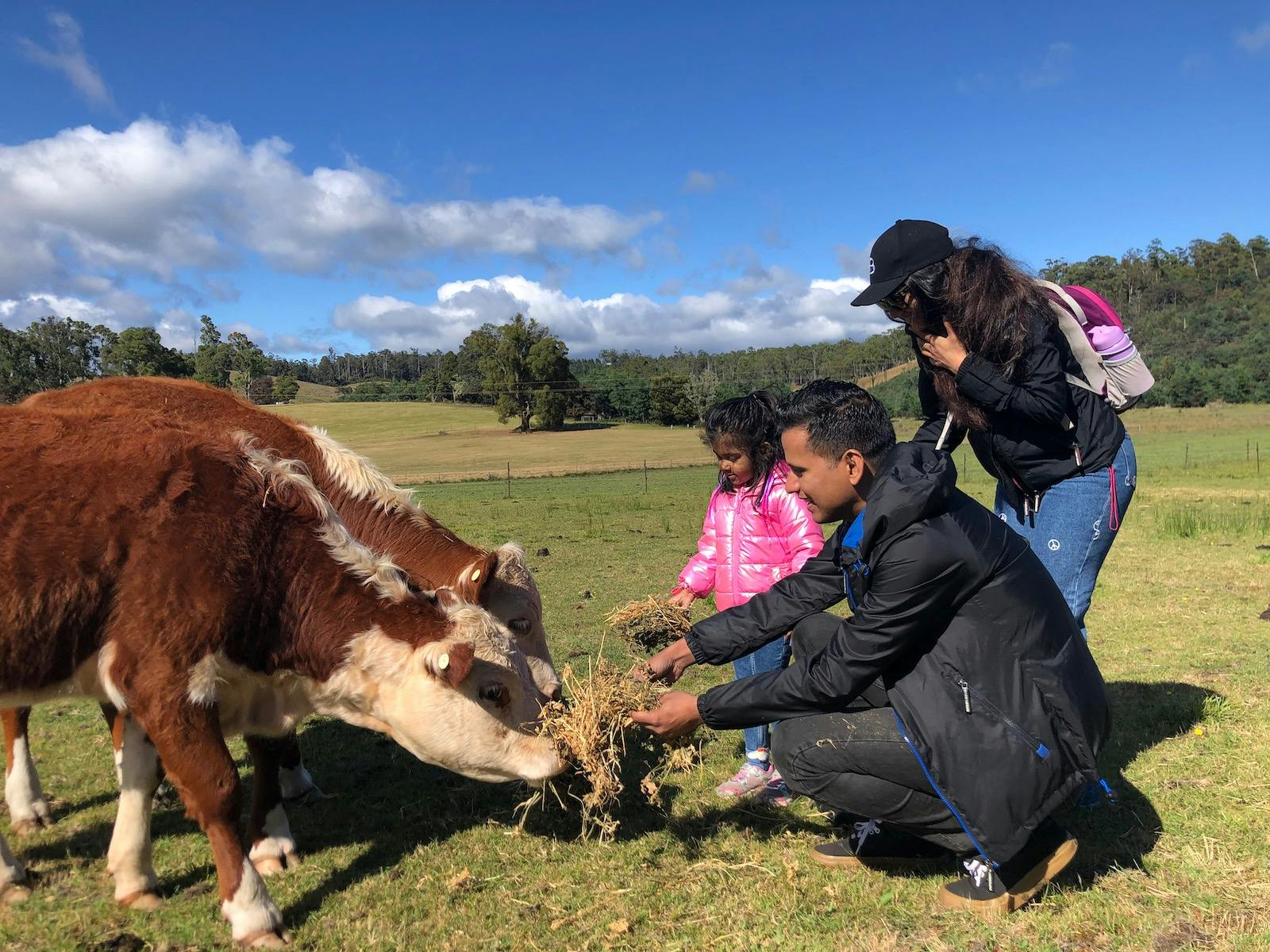 Family feeding the cows
