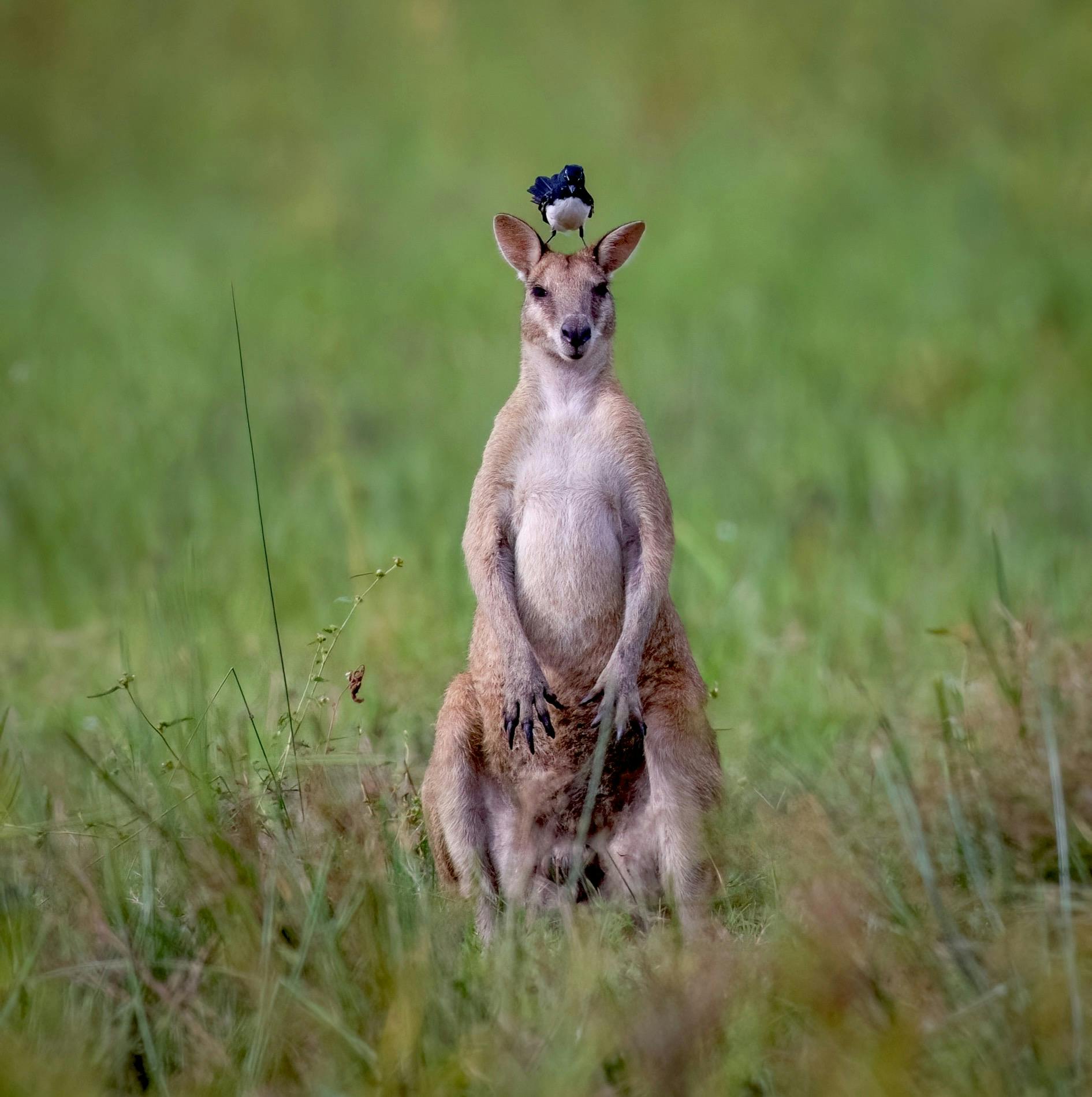 Willy Wagtail, Rhipidura leucophrys, on Agile Wallaby's head at Fogg Dam, east of Darwin, NT