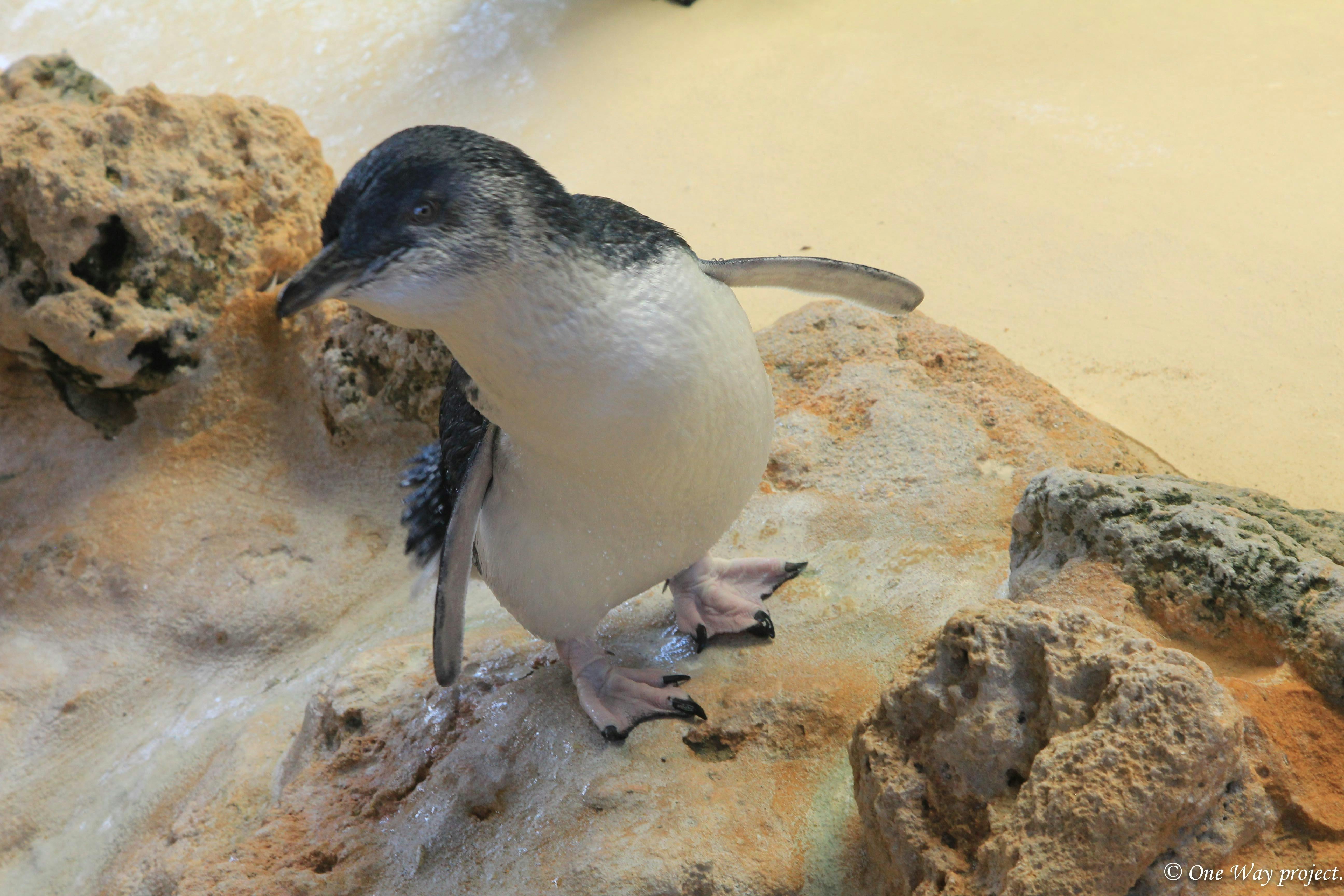 Rockingham Wild Encounters, Rockingham Beach, Western Australia