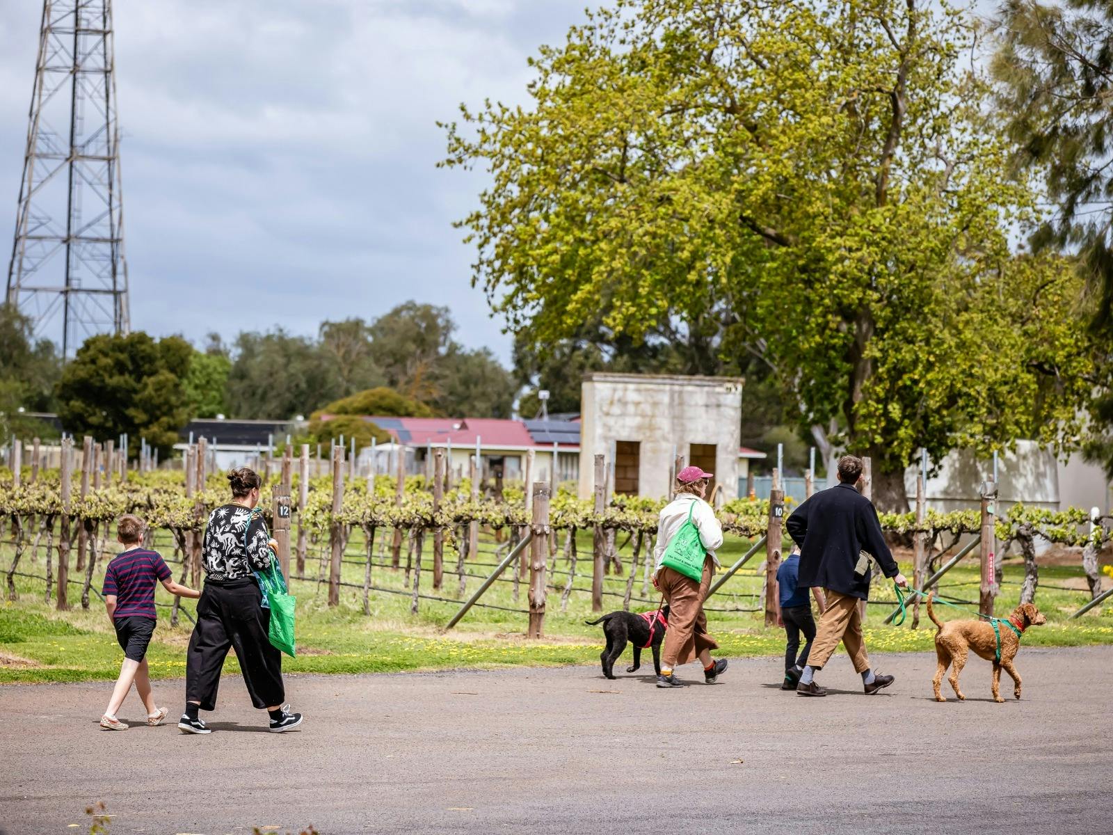 A group of adults and kids with two dogs walking next to vineyards at the Woof & Wine Walk 2025