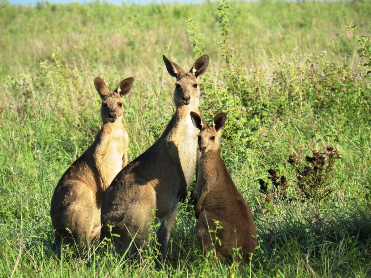 Guided property tours - kangaroo spotting Guided property tours - kangaroo spotting