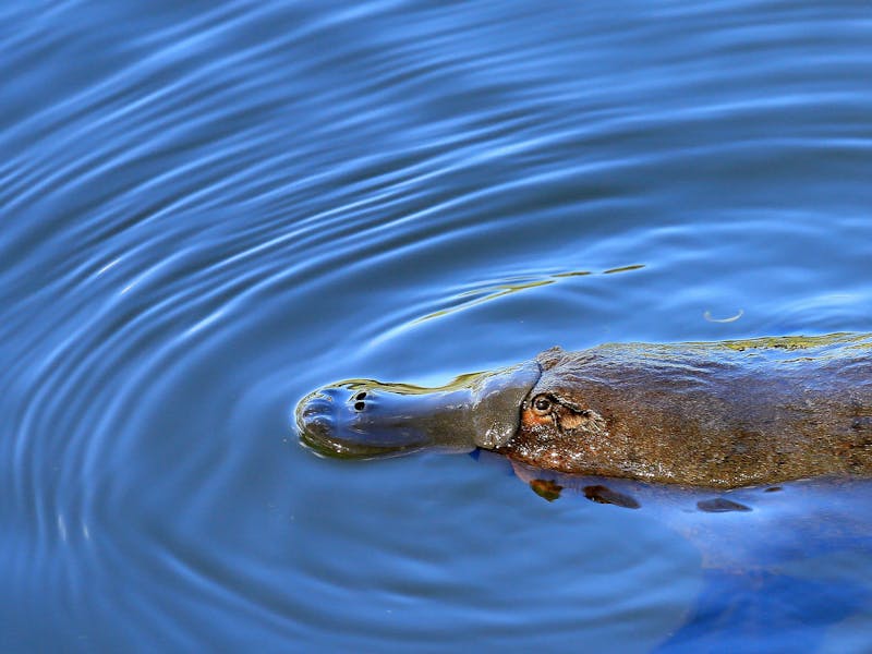 Platypus swimming in river