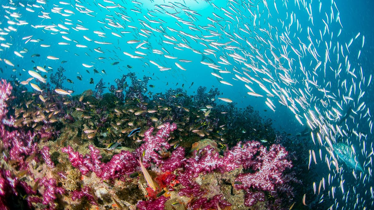 Abundant fish life