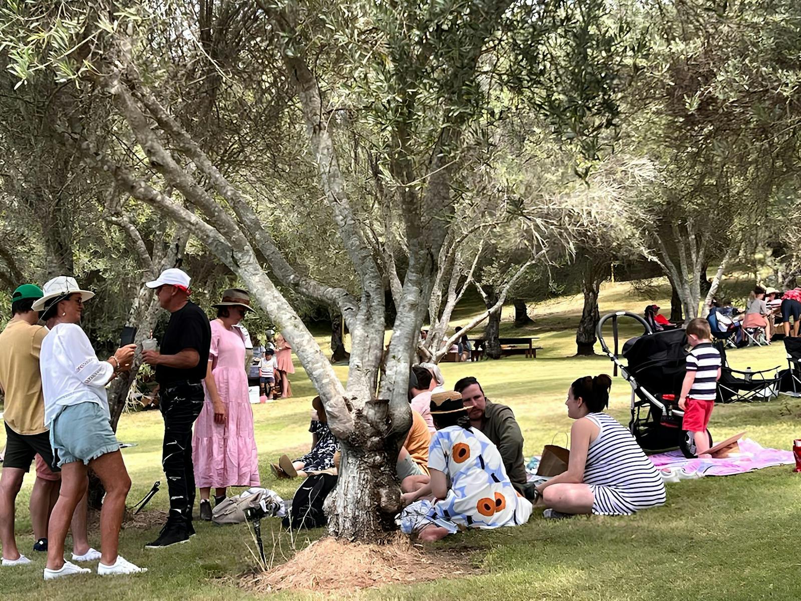 Picnic goers enjoying the grove and all it offers. Picnic goers enjoying the grove and all it offers.