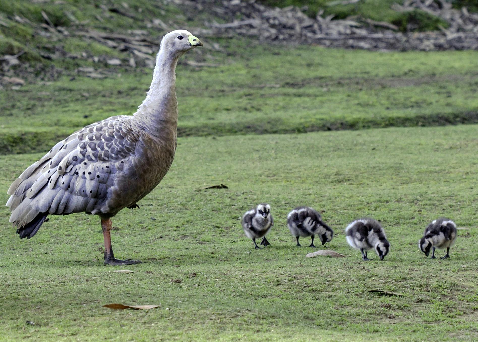 Cape Barren goose