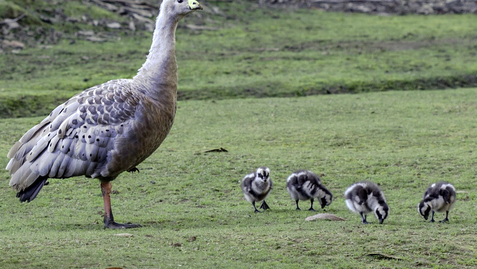 Cape Barren goose with young