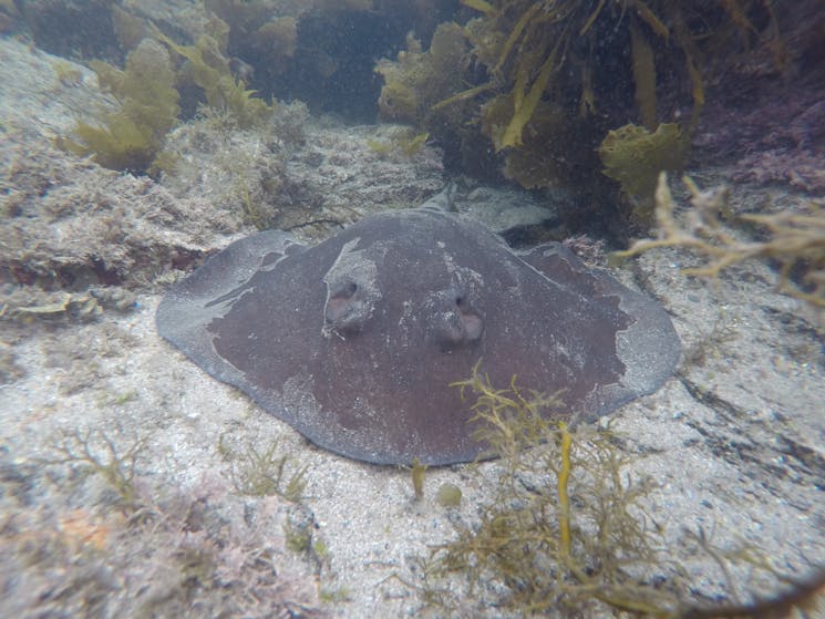 Stingaree looking directly into camera while laying on a sandy bottom
