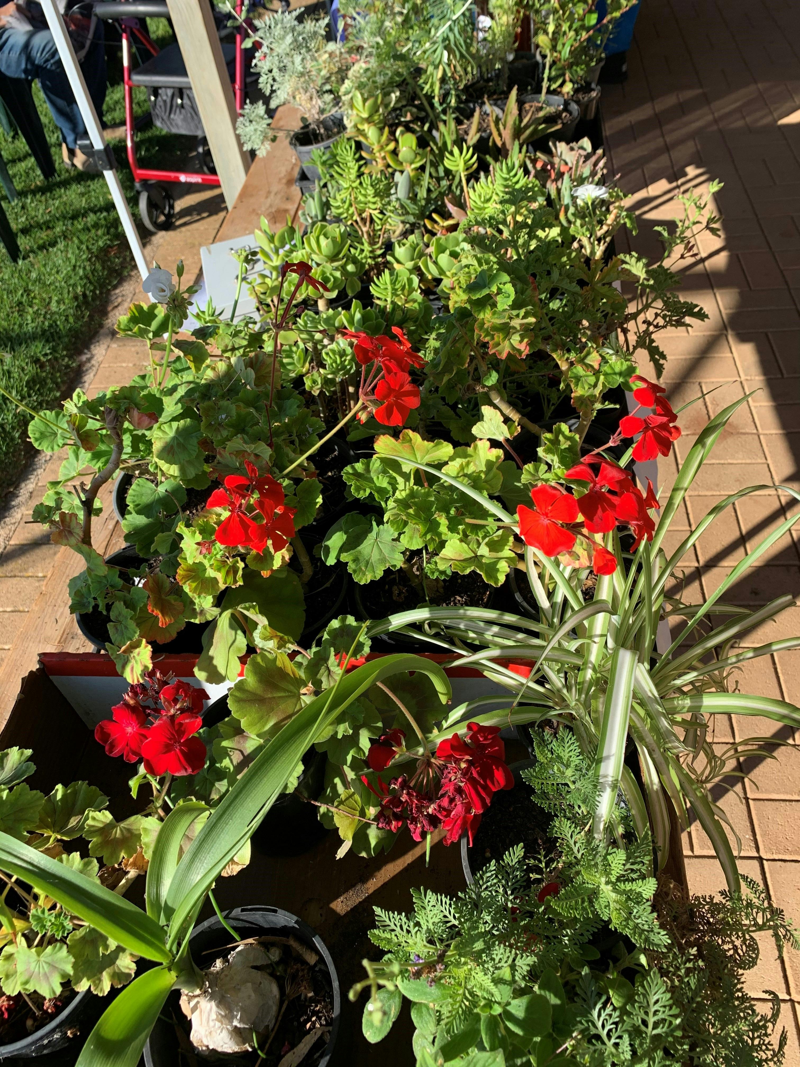 Plants