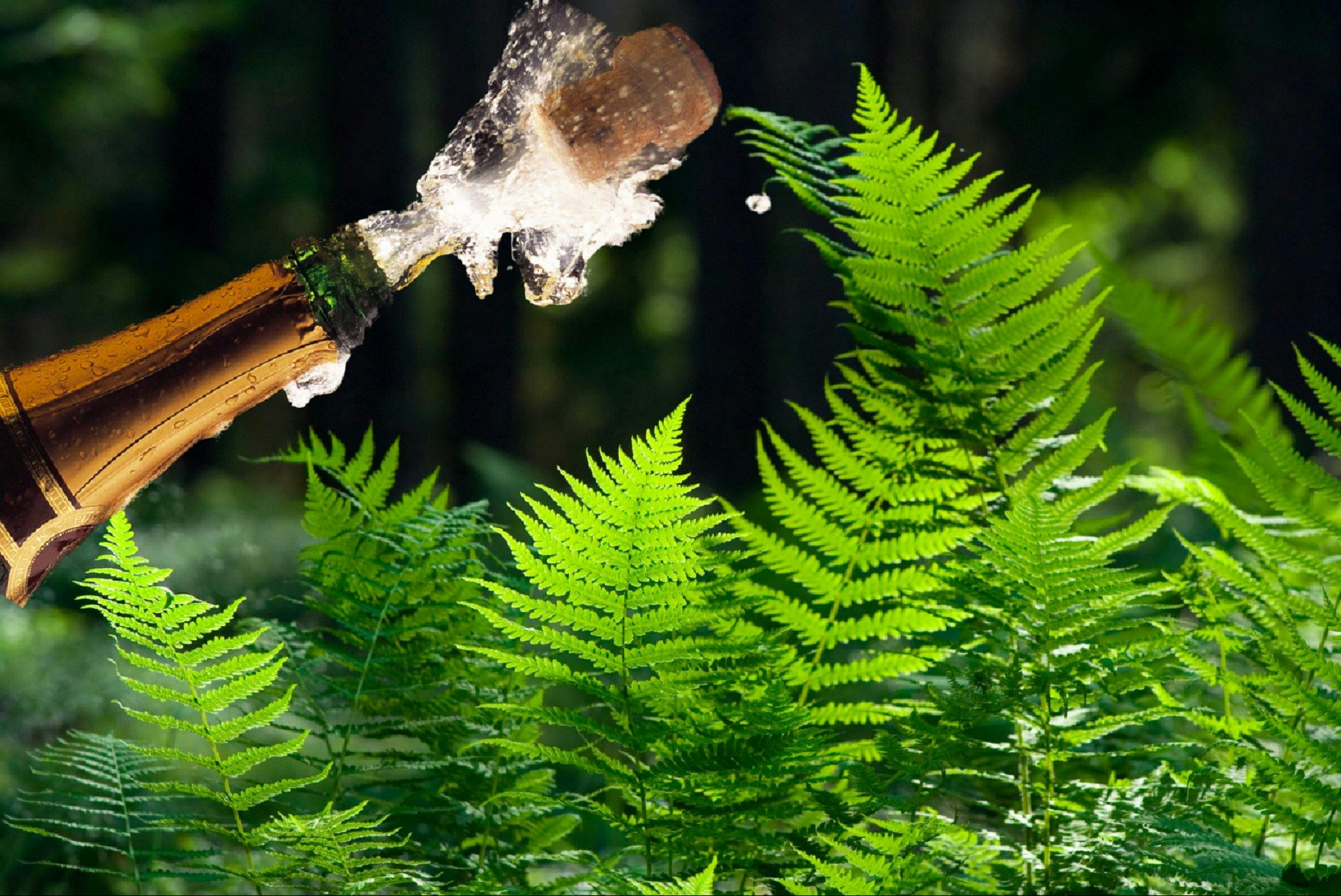 Make your own sparkling @ Sinclairs Gully