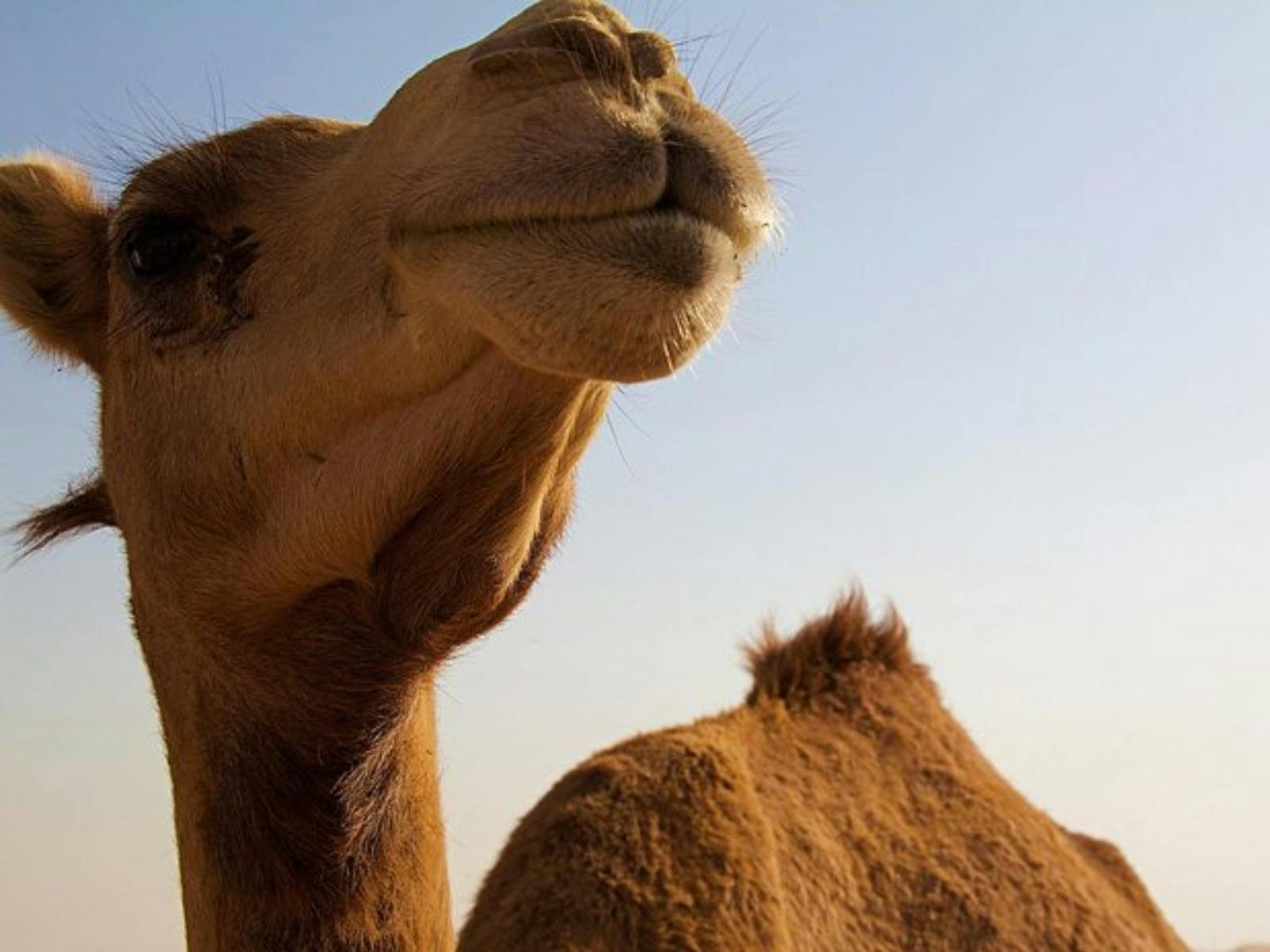 Mountain Wine Tours - One Hump Wine Tour - Discover the hidden gems