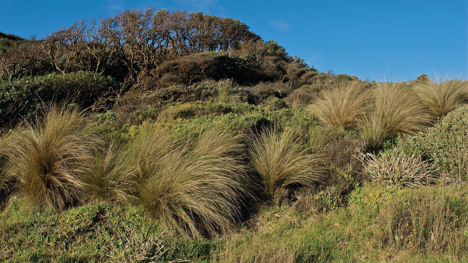 Cape Conran Coastal Park