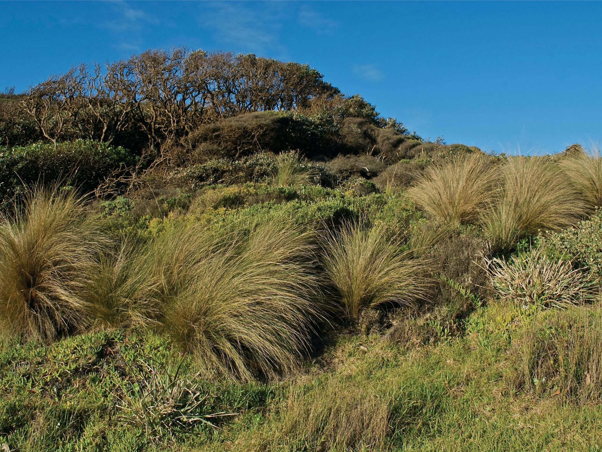 Cape Conran Coastal Park