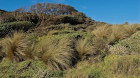 Cape Conran Coastal Park