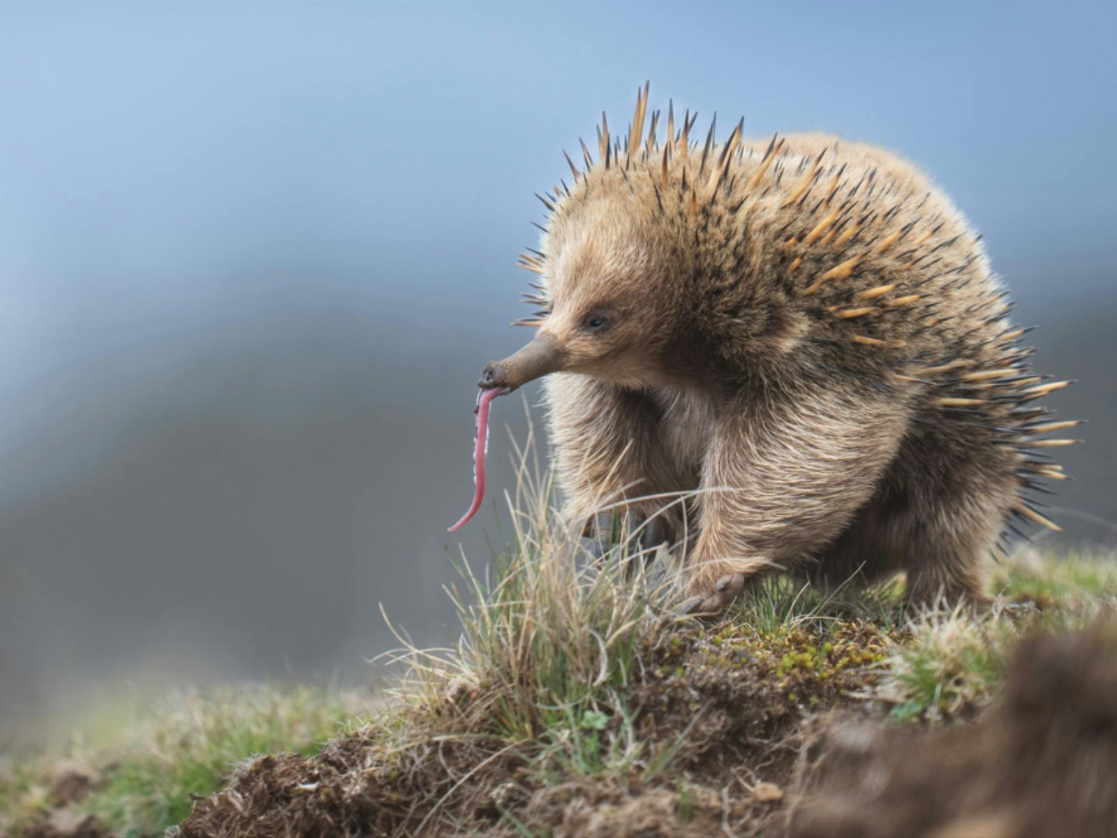 A close-up wildlife photograph of an echidna with spiky brown and cream quills, standing on a grassy