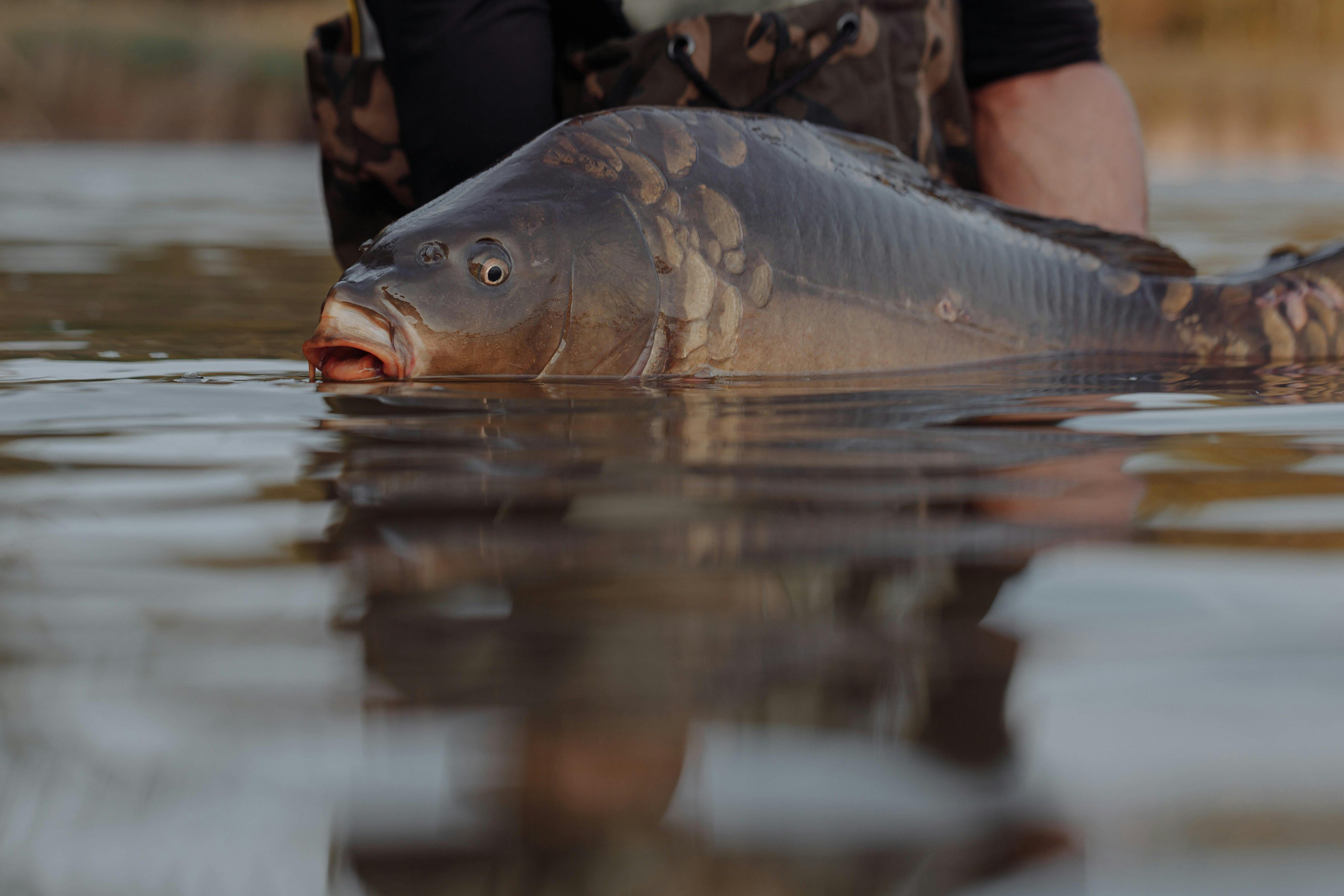 Charleville Carp Busters