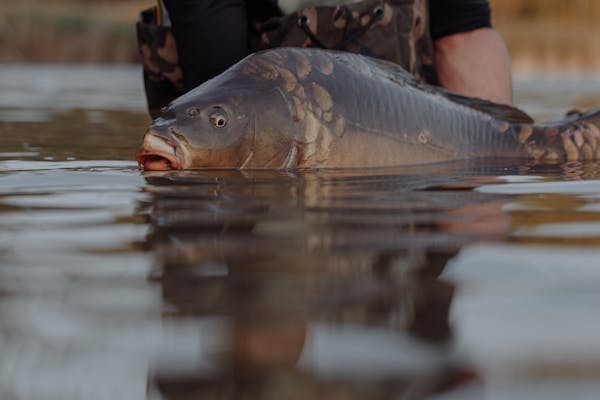 Charleville Carp Busters