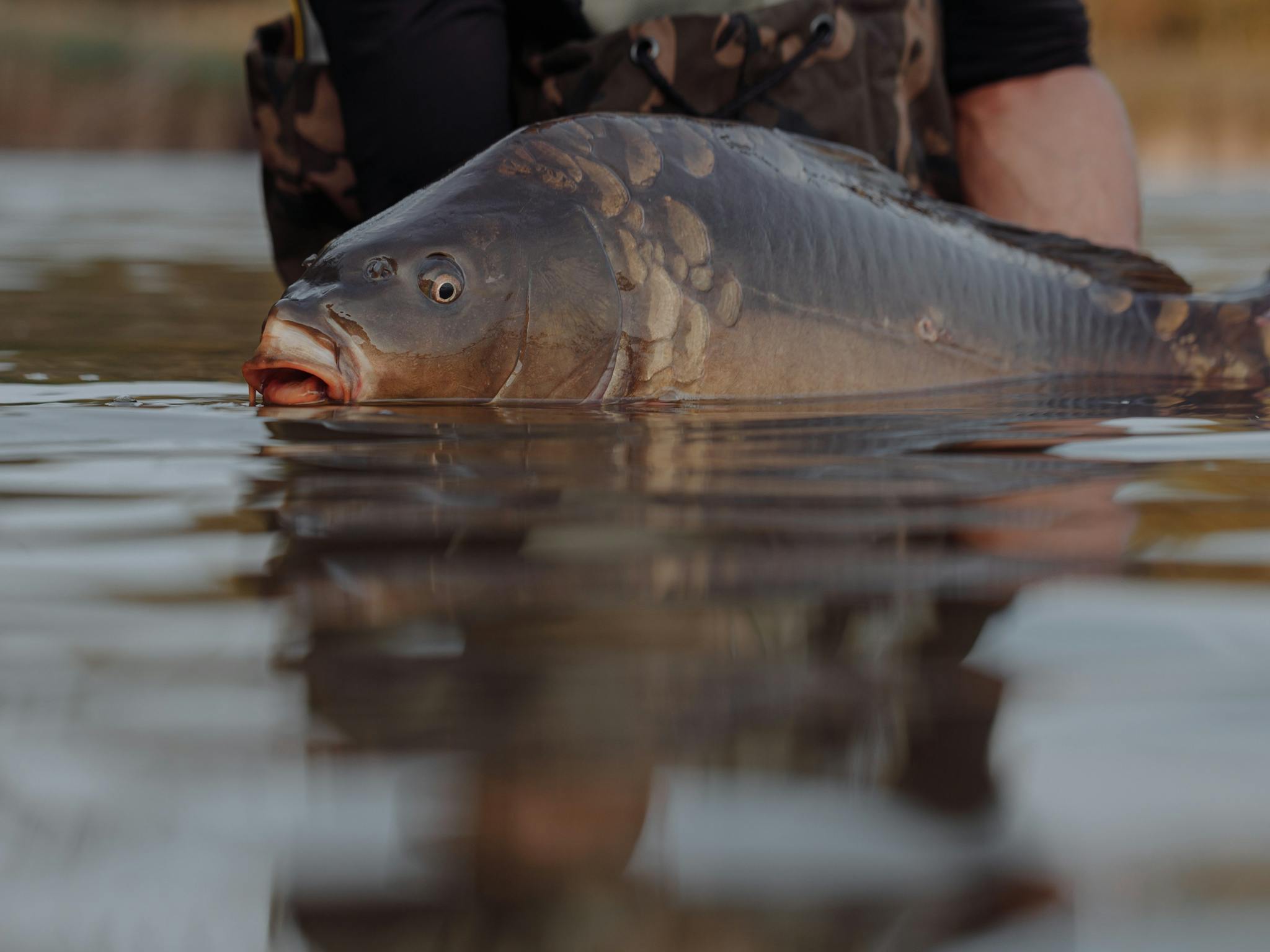 Carp Carp