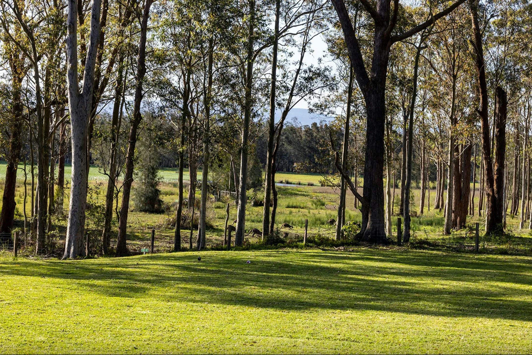 Idyllic bush setting