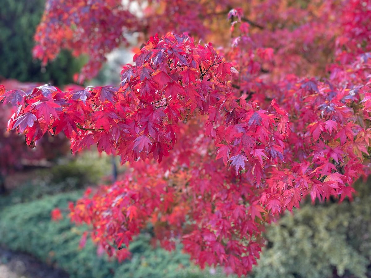 Autumn