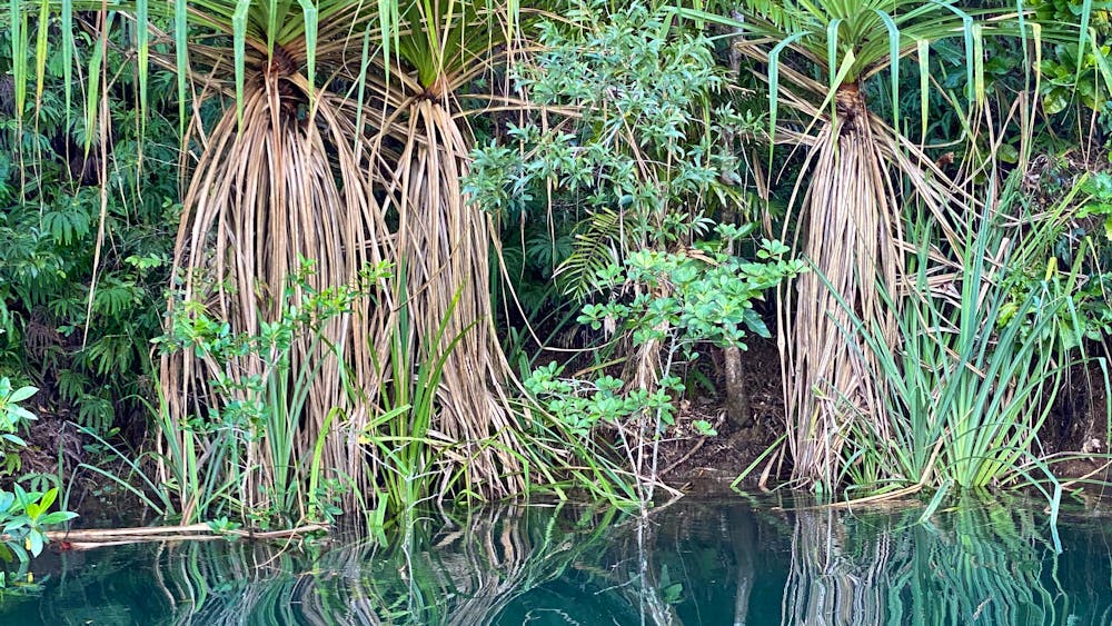 Hinchinbrook Eco Experience