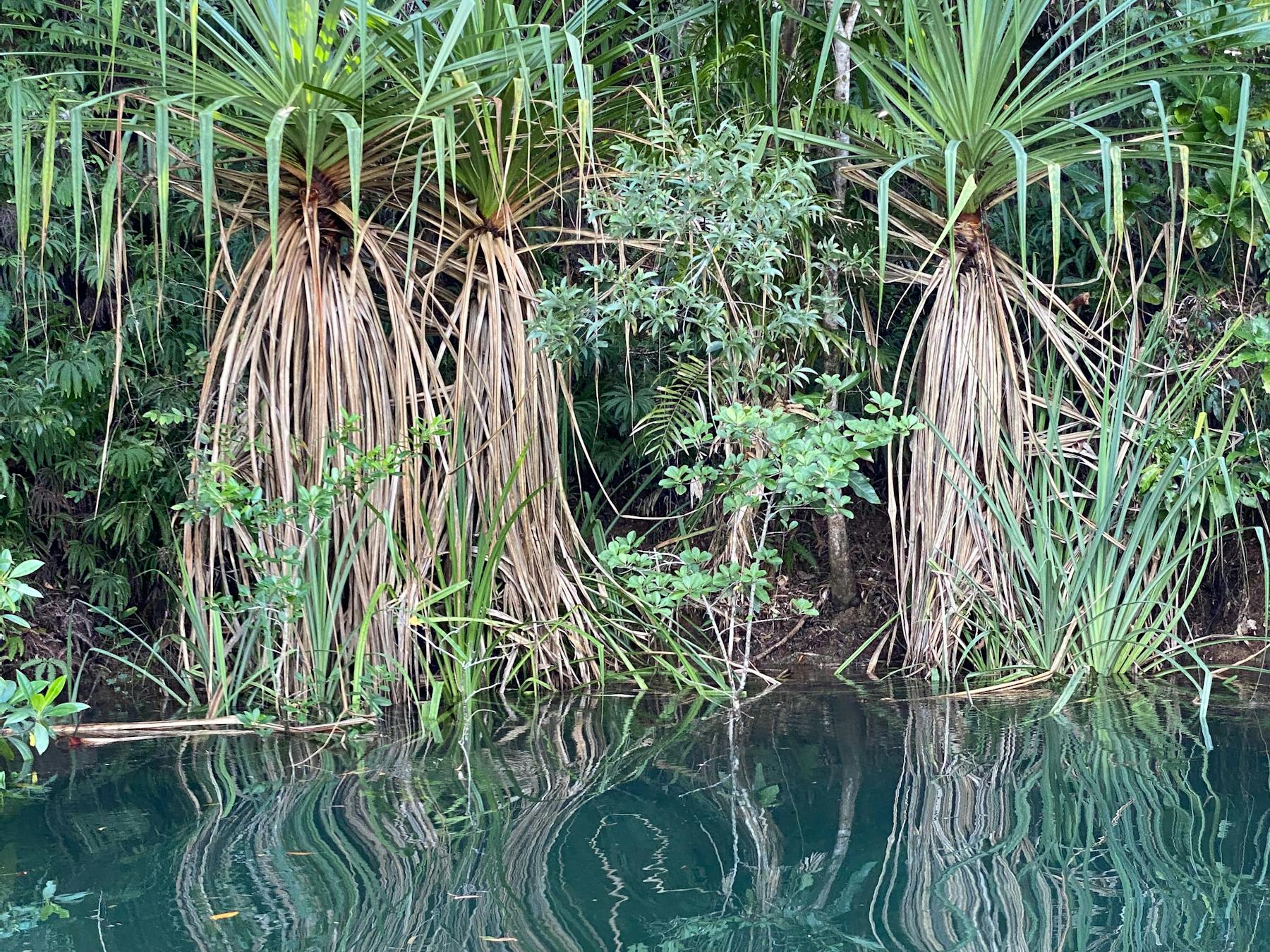 The largest creek on Hinchinbrook is Deluge inlet, transitions from saltwater mangroves to rainfore