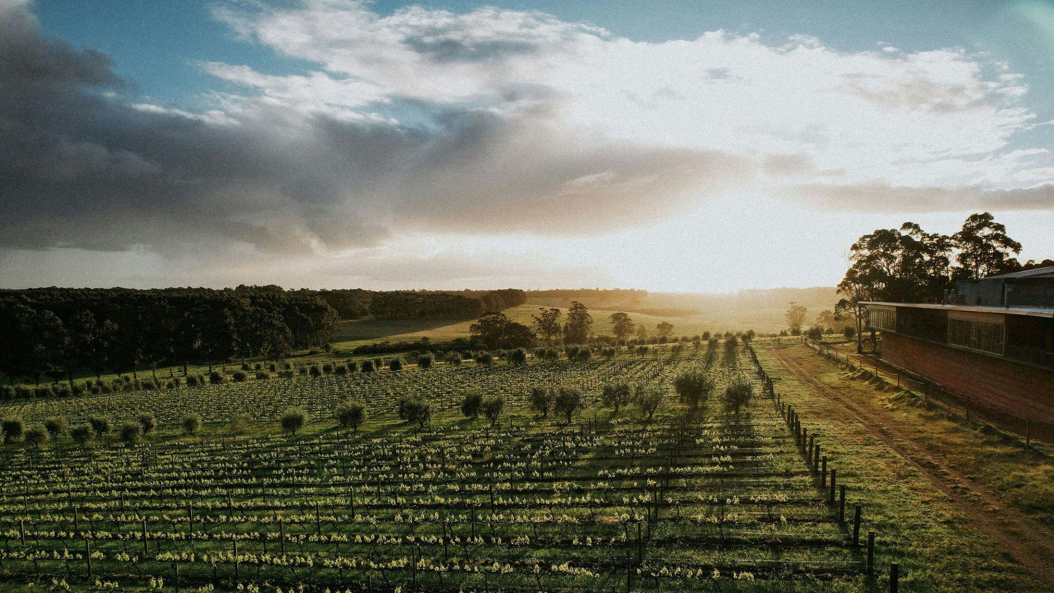 Vineyard hills
